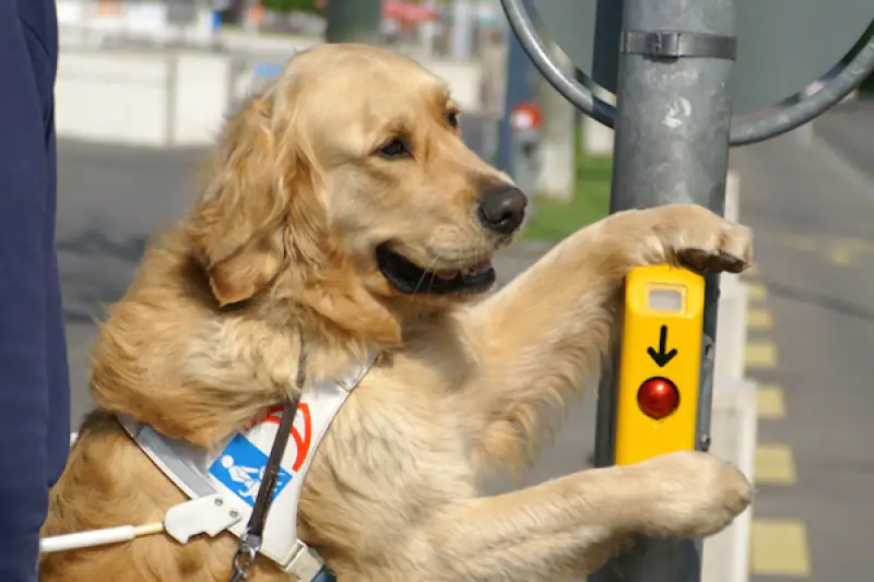 Blindenhund drückt mit der Pfote den Knopf einer Fußgängerampel